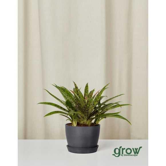 Grow by Bloomscape Live Potted Indoor 10in. Tall Mangave Assorted Plants; Easy Care, Indirect Light in 6in. EcoPot