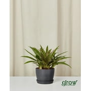 Grow by Bloomscape Live Potted Indoor 10in. Tall Mangave Assorted Plants; Easy Care, Indirect Light in 6in. EcoPot