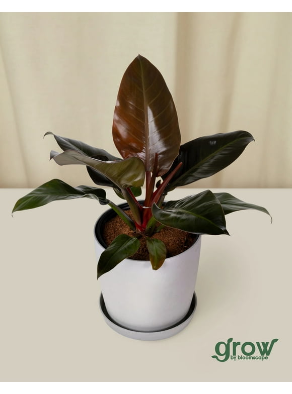 Grow by Bloomscape Live Potted Indoor 16in. Tall Philodendron Rojo Congo; Rare Plant in 10in. EcoPot