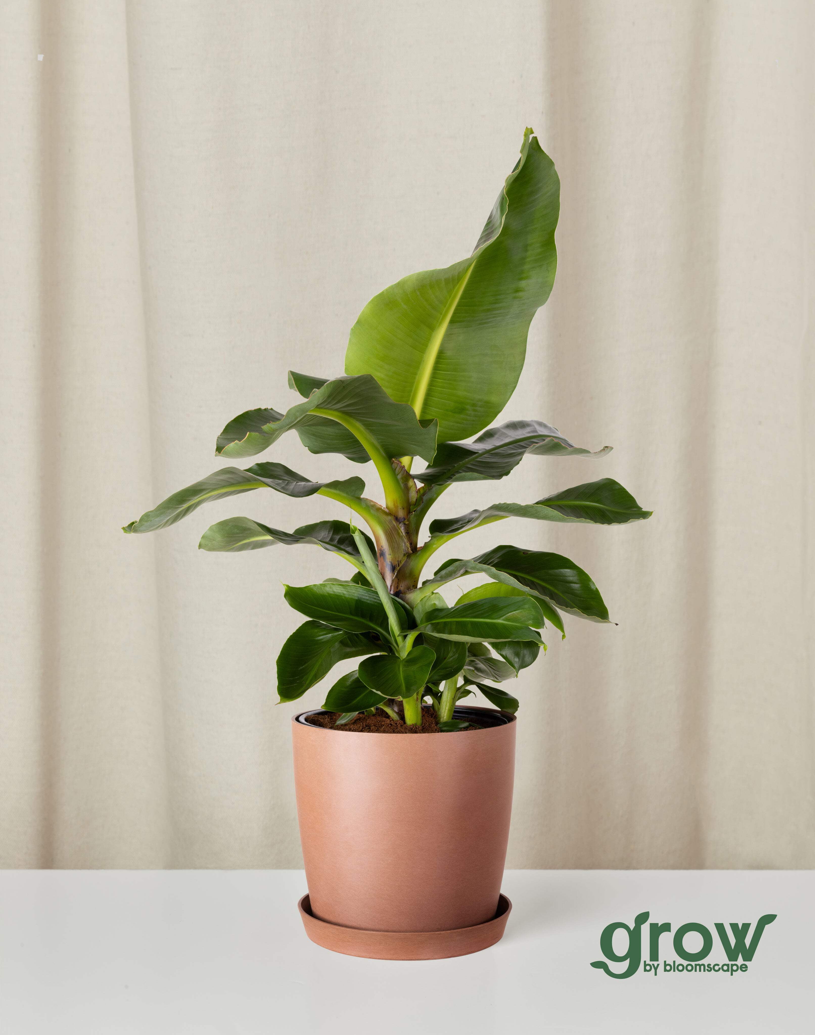 black cardinal philodendron for sale Philodendron ' Black Cardinal '