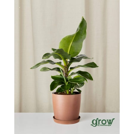 Grow by Bloomscape Live Potted Indoor 20in. Tall Banana Plant; Indirect Sunlight Plant in 10in. EcoPot