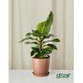 Grow by Bloomscape Live Potted Indoor 20in. Tall Banana Plant; Indirect Sunlight Plant in 10in