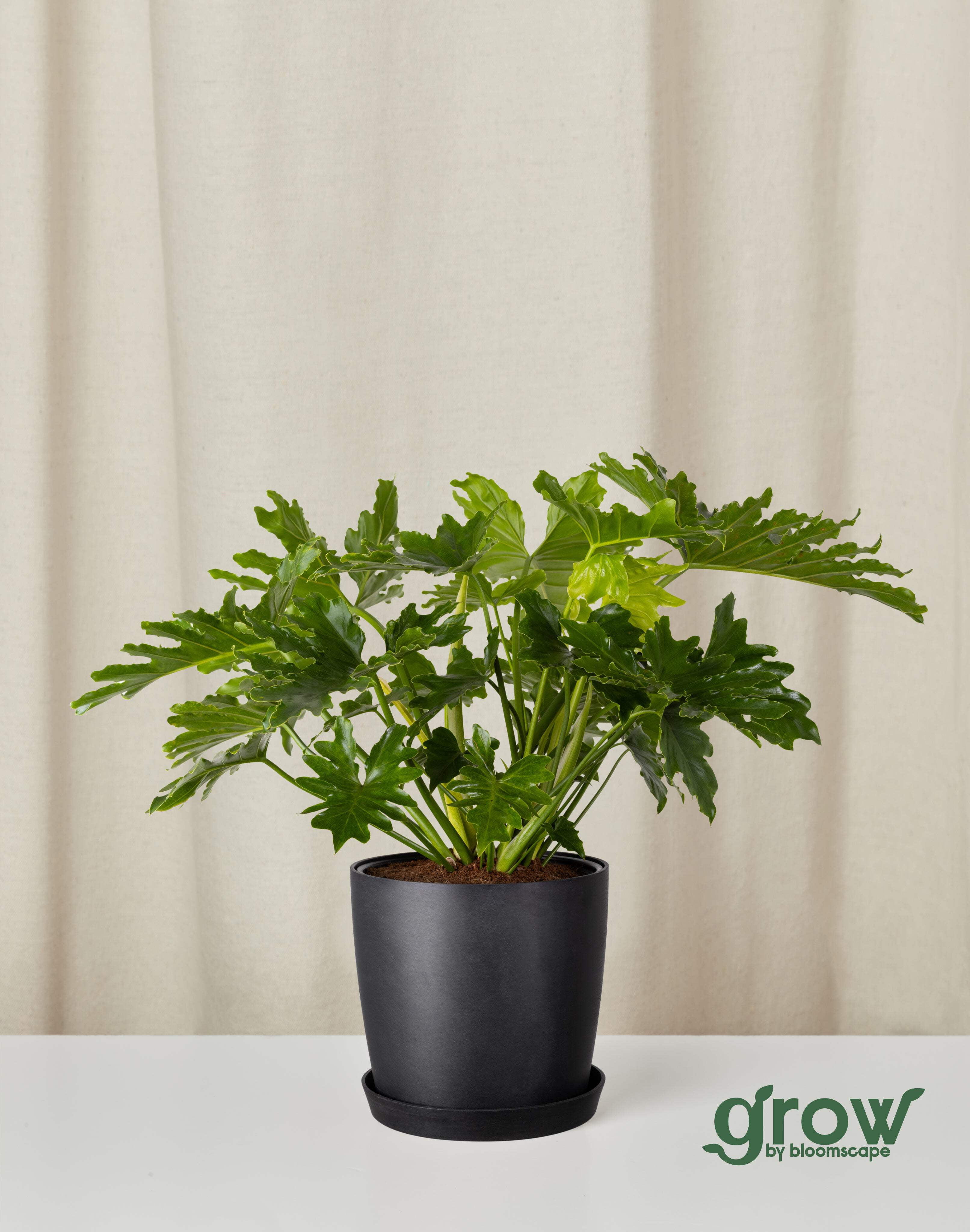 philodendron micans Philodendron micans- Velvet Philodendron Hanging Basket main image 1