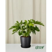 Grow by Bloomscape Live Potted Indoor 22in. Tall Philodendron Hope Selloum; Tropical Plant in 10in. EcoPot