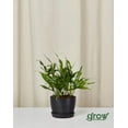 thumbnail image 1 of Grow by Bloomscape Live Potted Indoor 8in. Tall Kangaroo Fern; Pet Friendly Plant in 6in. EcoPot, 1 of 6