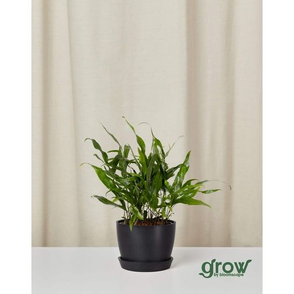 Grow by Bloomscape Live Potted Indoor 8in. Tall Kangaroo Fern; Pet Friendly Plant in 6in. EcoPot