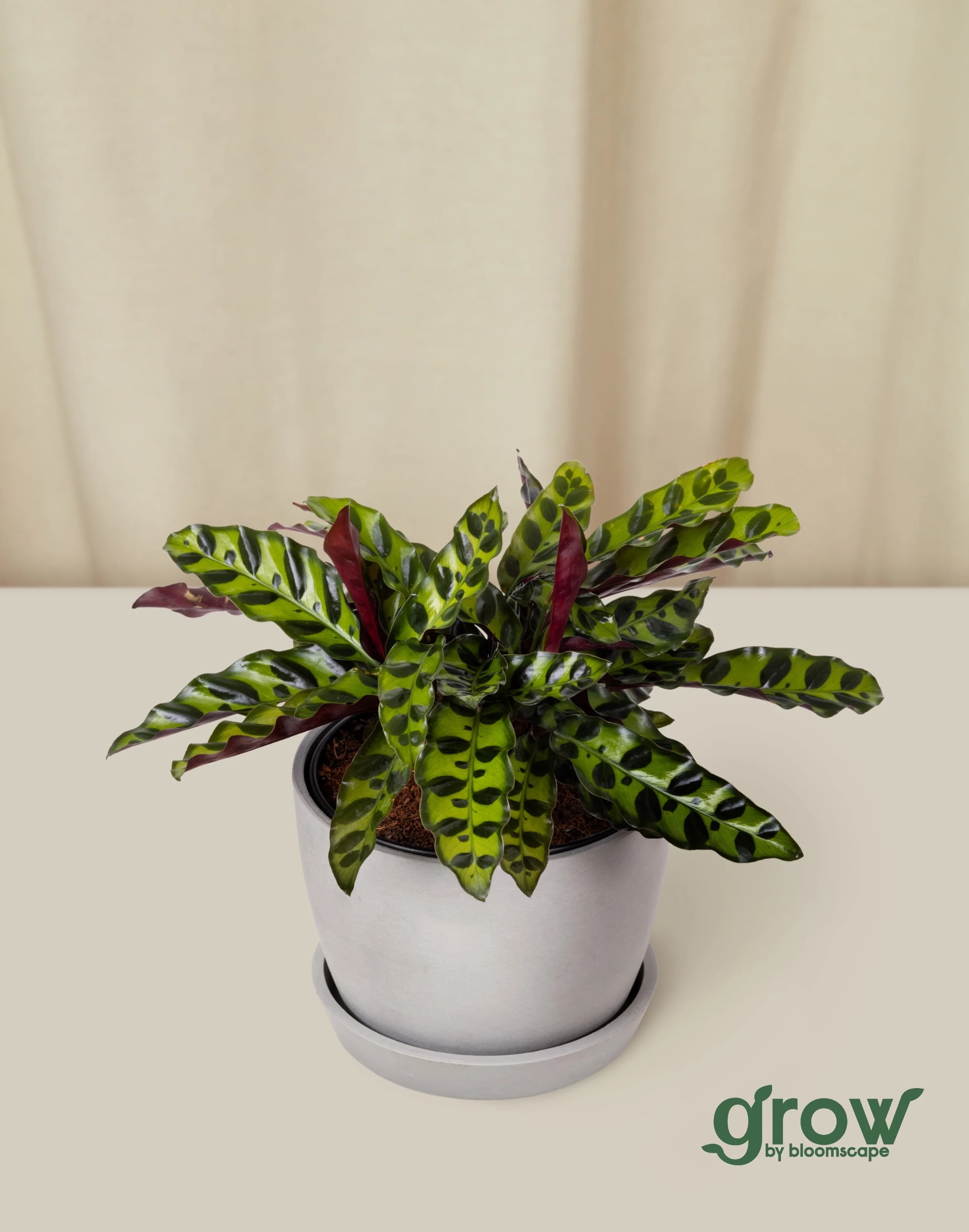 birds nest snake plant care Snake Plant, Bird's Nest