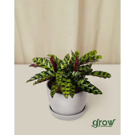 Grow by Bloomscape Live Potted Indoor 8in. Tall Rattlesnake Plant; Indirect Light, Pet Friendly in 6in. EcoPot