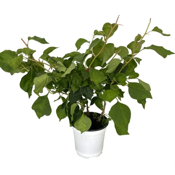 Grower's Choice Bougainvillea - Everblooming - Indoors/Outdoors/Patio - 4" Pot- Color Varies!