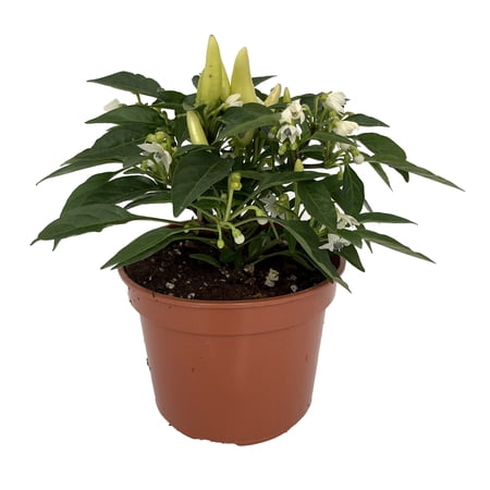 Grower's Choice Ornamental Pepper Plant - 4" Pot