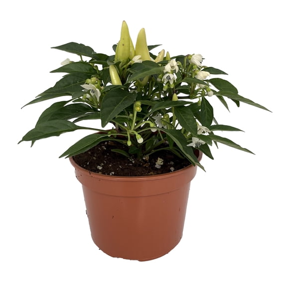 Grower's Choice Ornamental Pepper Plant - 4" Pot