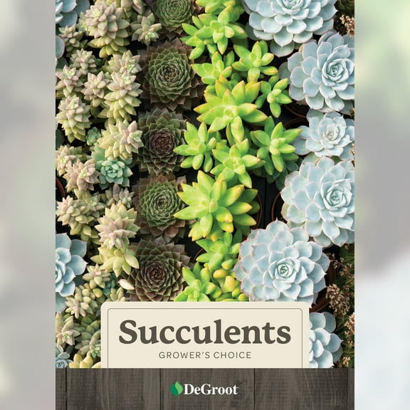 Grower's Choice Succulent 5pk