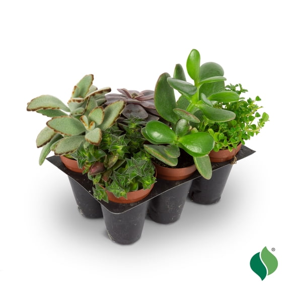 Grower's Choice Succulent 5pk