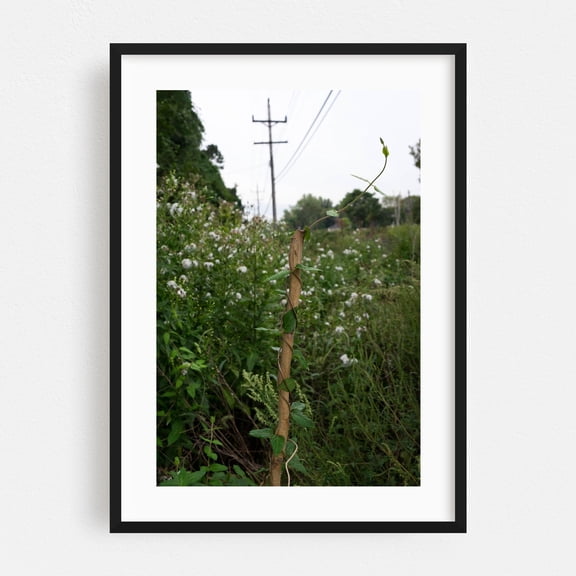 Growing Past the Limit - Long Branch New Jersey Photography Nature Botanical Wildlife Woodland Rural Countryside Scenic Black Framed Wall Art Print 24 x 36 inches