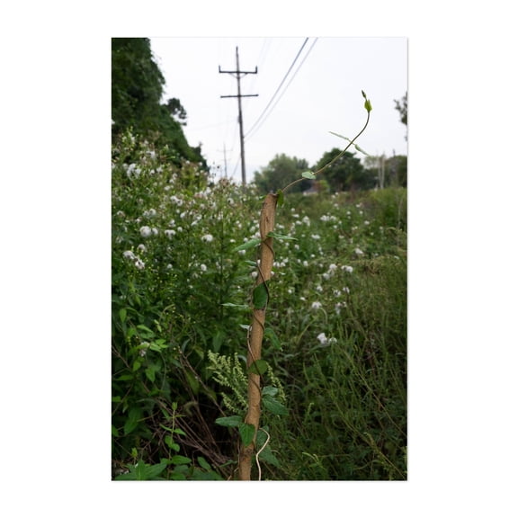 Growing Past the Limit - Long Branch New Jersey Photography Nature Botanical Wildlife Woodland Rural Countryside Scenic Unframed Wall Art Print 16 x 24 inches