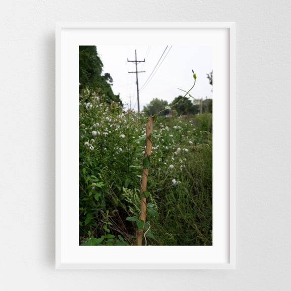 Growing Past the Limit - Long Branch New Jersey Photography Nature Botanical Wildlife Woodland Rural Countryside Scenic White Framed Wall Art Print 24 x 36 inches