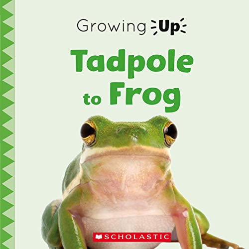 Pre-Owned Tadpole to Frog (Growing Up) (Paperback) 0531137090 9780531137093