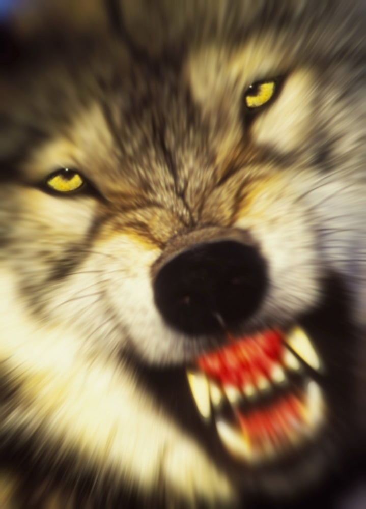 Growling wolf (canis lupus) in the rocky mountainsUnited states of america Canvas Art - Thomas Kitchin & Victoria Hurst Design Pics (13 x 18)