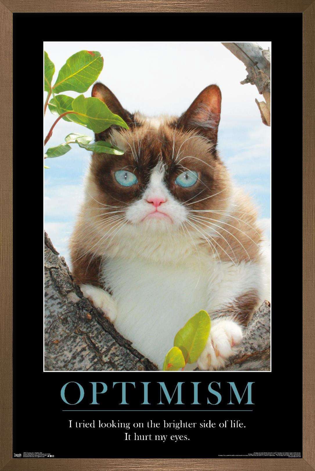 Grumpy Cat - The Brighter Side Wall Poster, 14.725" x 22.375", Framed