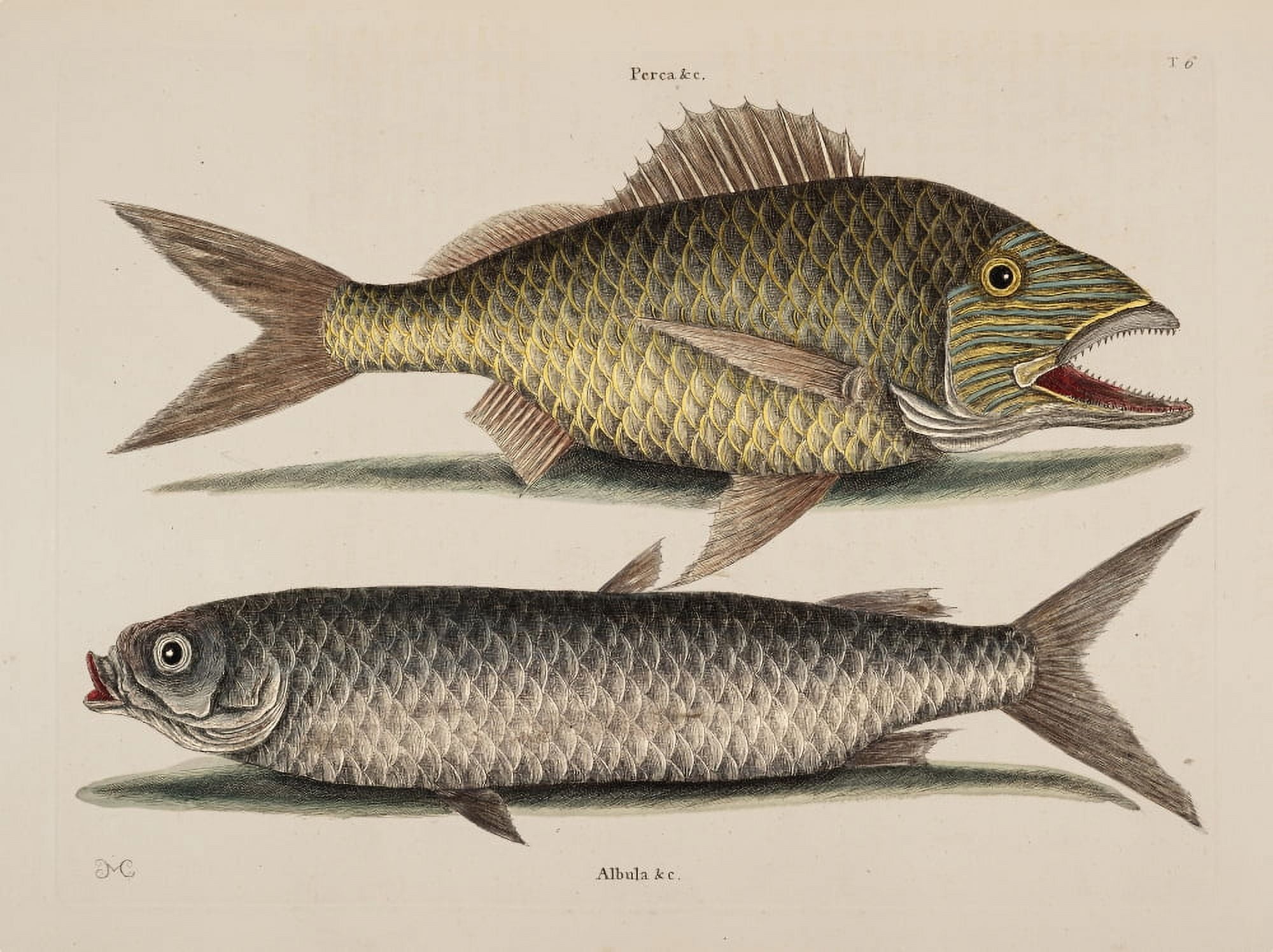 Grunt Mullet Canvas Art - Mark Catesby (18 x 24)