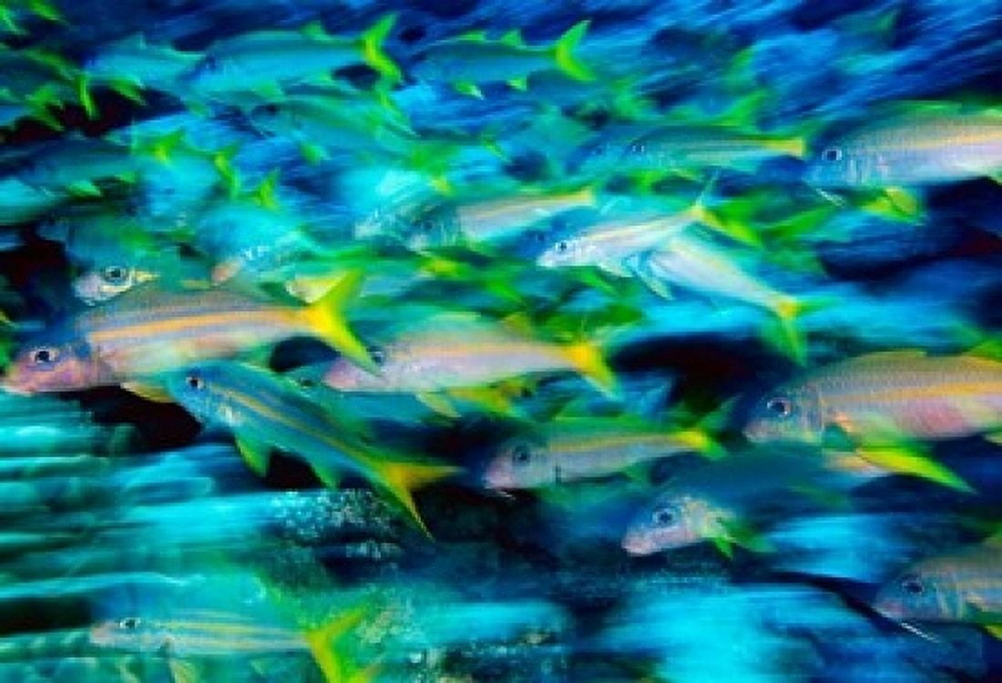 Grunts in Motion Abacos Bahamas Canvas Art - Stuart Westmorland DanitaDelimont (17 x 12)