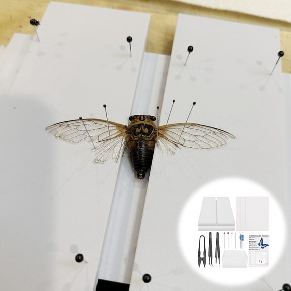 Grusce Butterfly Specimen Making Tool Kit with Wing Mounting Board Display Case Entomology Kit Specimen Making Tool for Biology Hobbyist