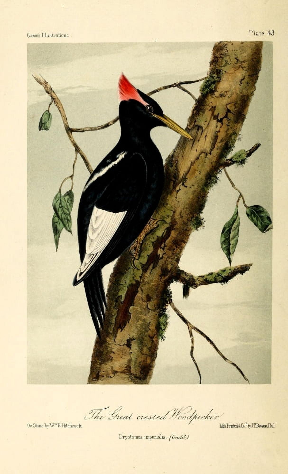 Gt-crested Woodpecker Canvas Art - WE Hitchcock (24 x 36)