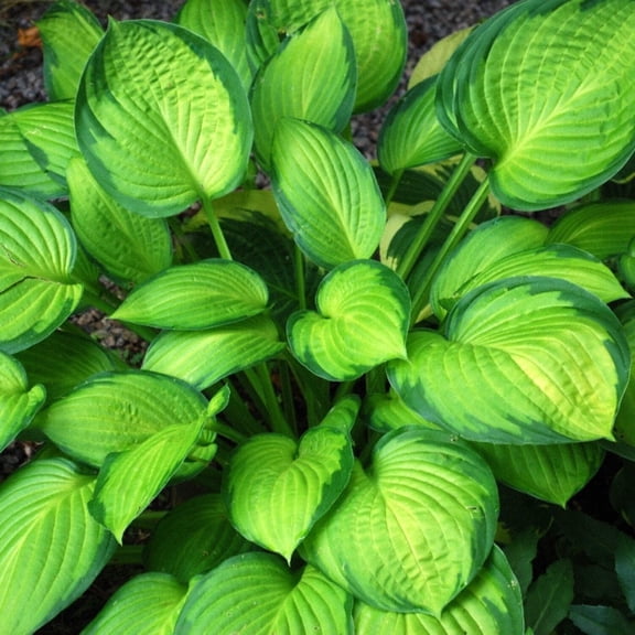 Hosta Guacamole - 3 Gallon Pot, Live Perennial Shrub, Part Sun, Outdoor