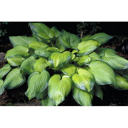 Guacamole Hosta - Hosta of the Year 2002 - Quart Pot - Live Plant