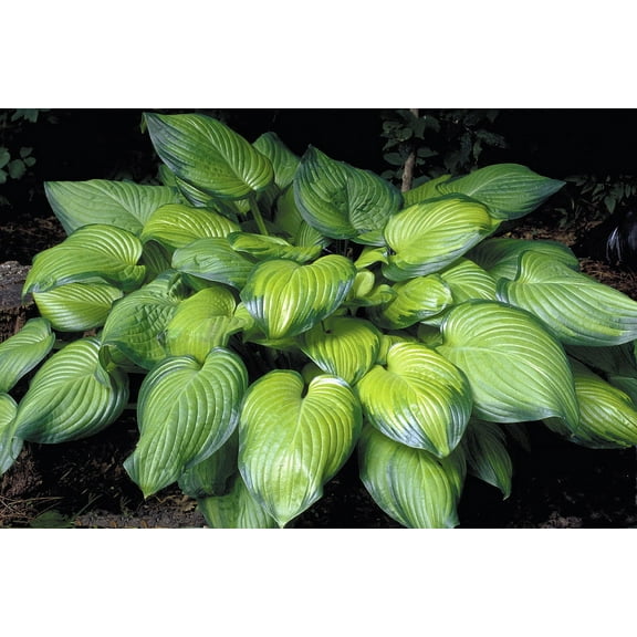 Guacamole Hosta - Hosta of the Year 2002 - Quart Pot - Live Plant