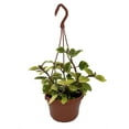 thumbnail image 1 of Guacamole Swedish Ivy Plant - Plectranthus - 6" Hanging Basket, 1 of 1