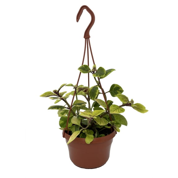 Guacamole Swedish Ivy Plant - Plectranthus - 6" Hanging Basket