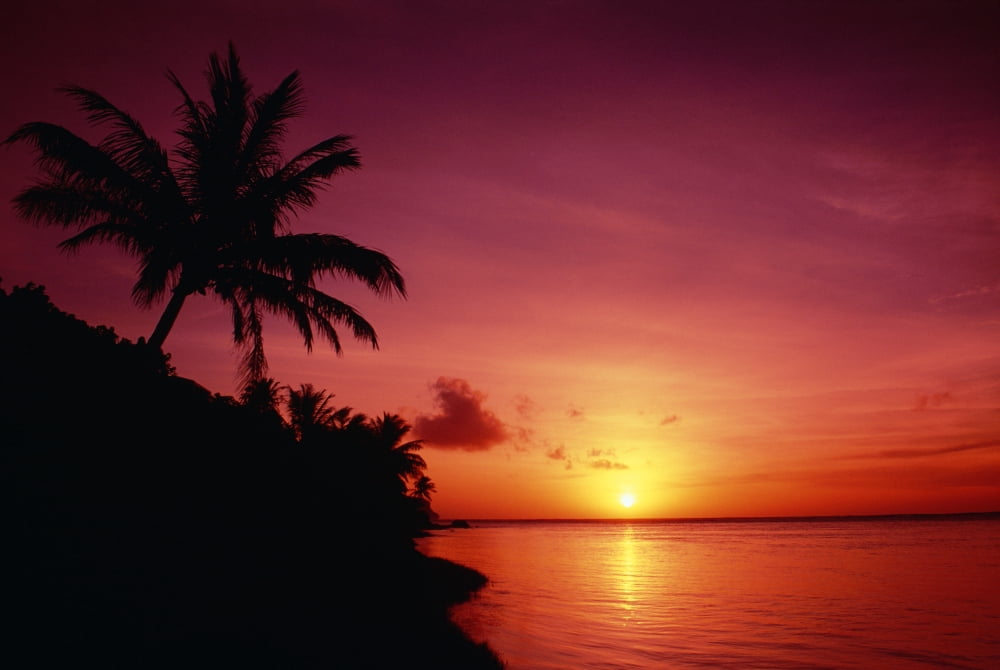 Guam Pago Bay Sunrise And Palm Tree Bright Pink Sky Canvas Art - Greg Vaughn Design Pics (19 x 12)