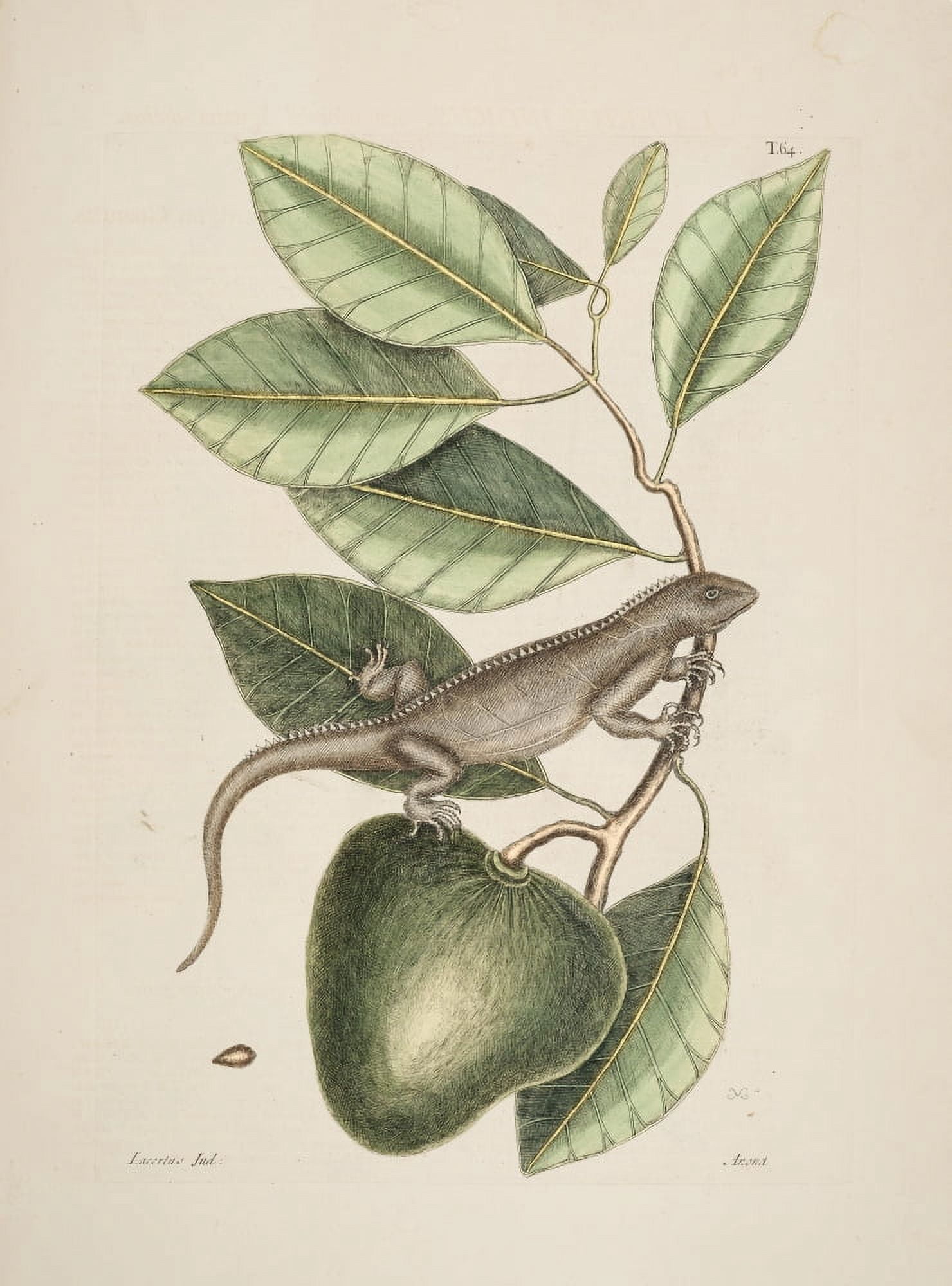 Guana Canvas Art - Mark Catesby (24 x 36)