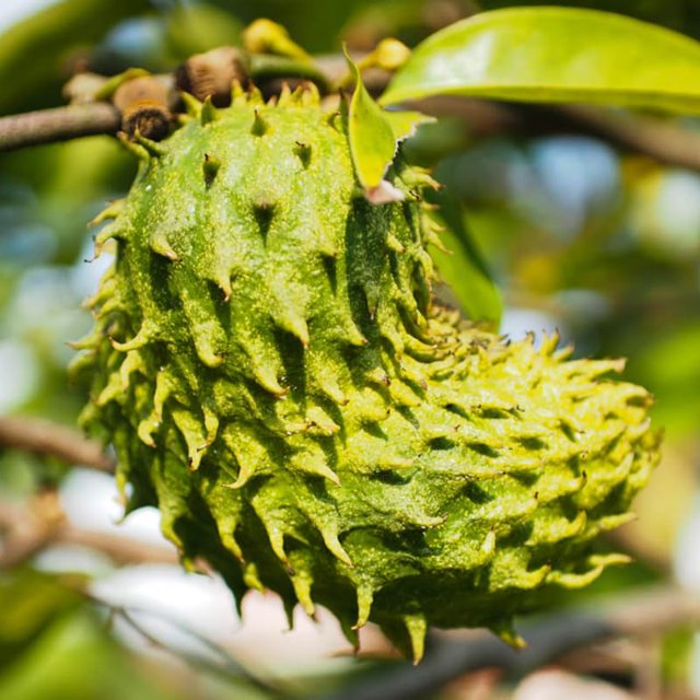 Guanabana Soursop Plant Live 1 to 2 Feet Tall in Gallon Pot, Sweet