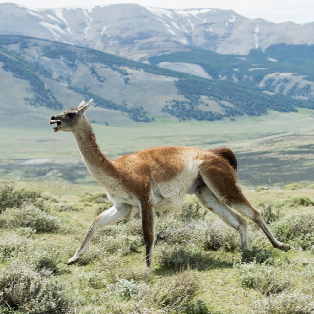 Guanaco (Lama guanicoe) Torres del Paine National Park Canvas Art - Keith Levit Design Pics (15 x 15)