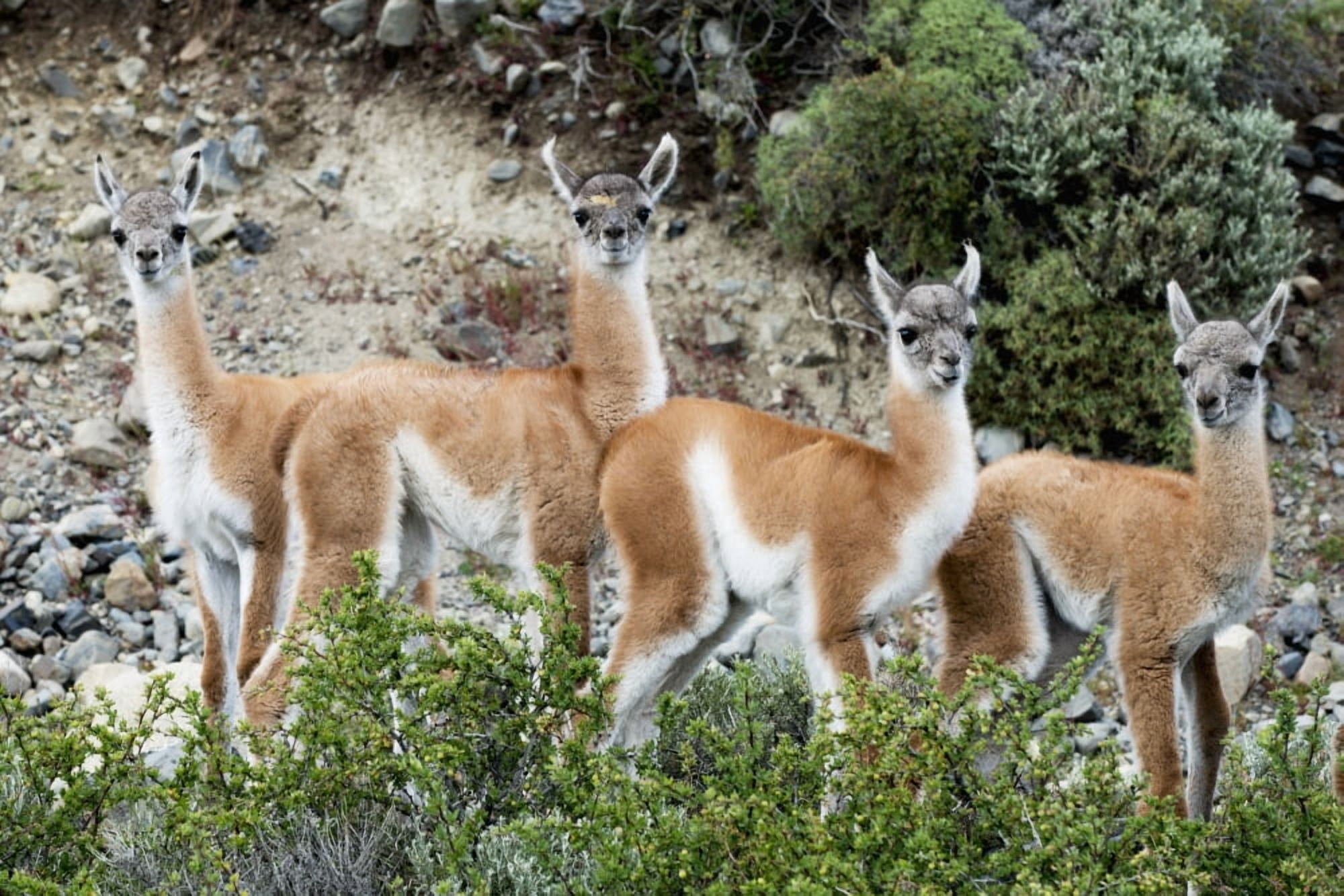 Guanaco (Lama guanicoe) Torres del Paine National Park Torres del Paine Magallanes and Antartica Chilena Region Chile Canvas Art - Keith Levit Design Pics (19 x 12)