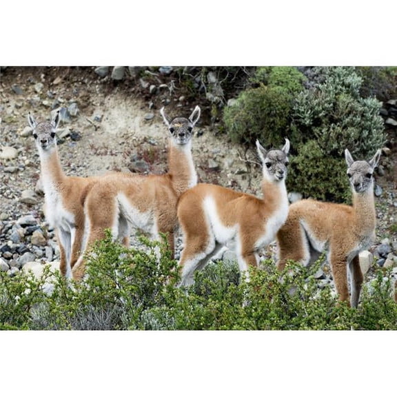 Guanaco Torres Del Paine National Park - Torres Del Paine Magallanes & Antartica Chilena Region Chile Poster Print - 38 x 24 in. - Large