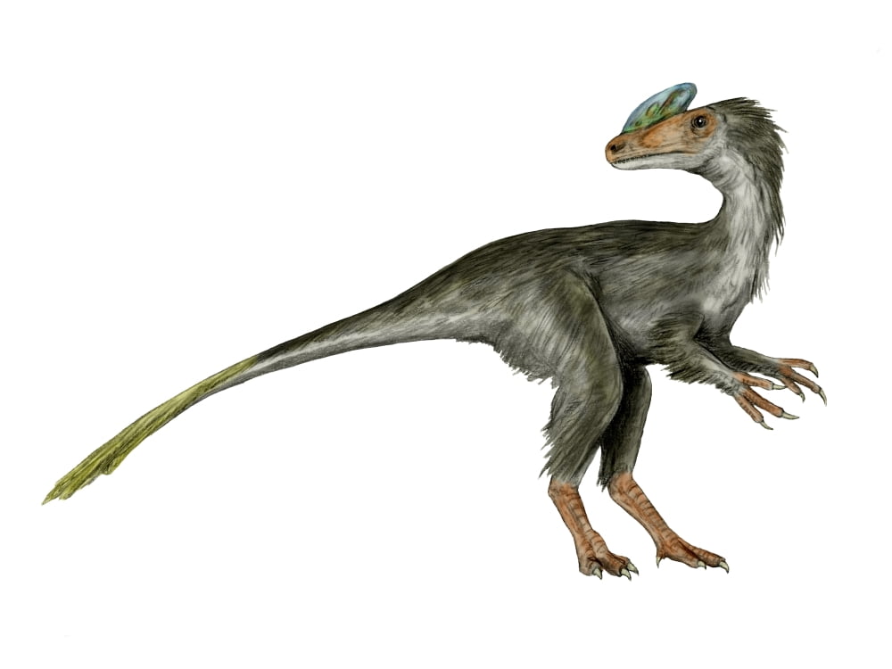 Guanlong dinosaur Canvas Art - Nobumichi TamuraStocktrek Images (17 x 13)
