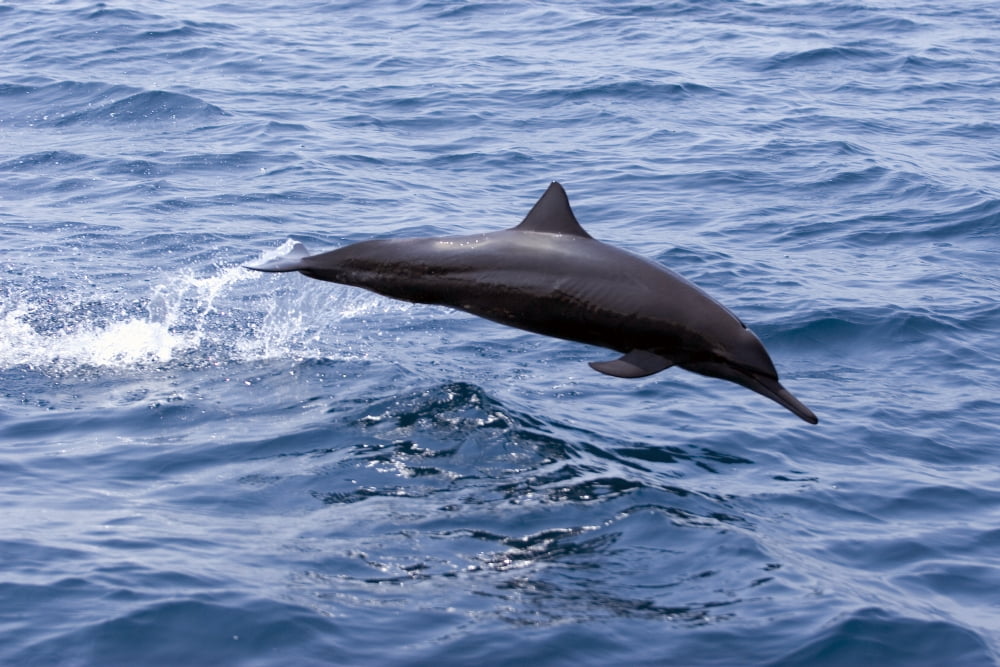 Guatemala Puerto Quetzal Spinner Dolphin Jumping Canvas Art - Rick Gaffney Design Pics (17 x 11)