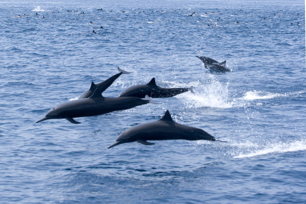 Guatemala Puerto Quetzal Spinner Dolphins Jumping Canvas Art - Rick Gaffney Design Pics (17 x 11)