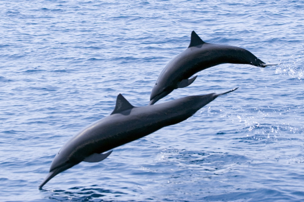 Guatemala Puerto Quetzal Spinner Dolphins Jumping Canvas Art - Rick Gaffney Design Pics (17 x 11)