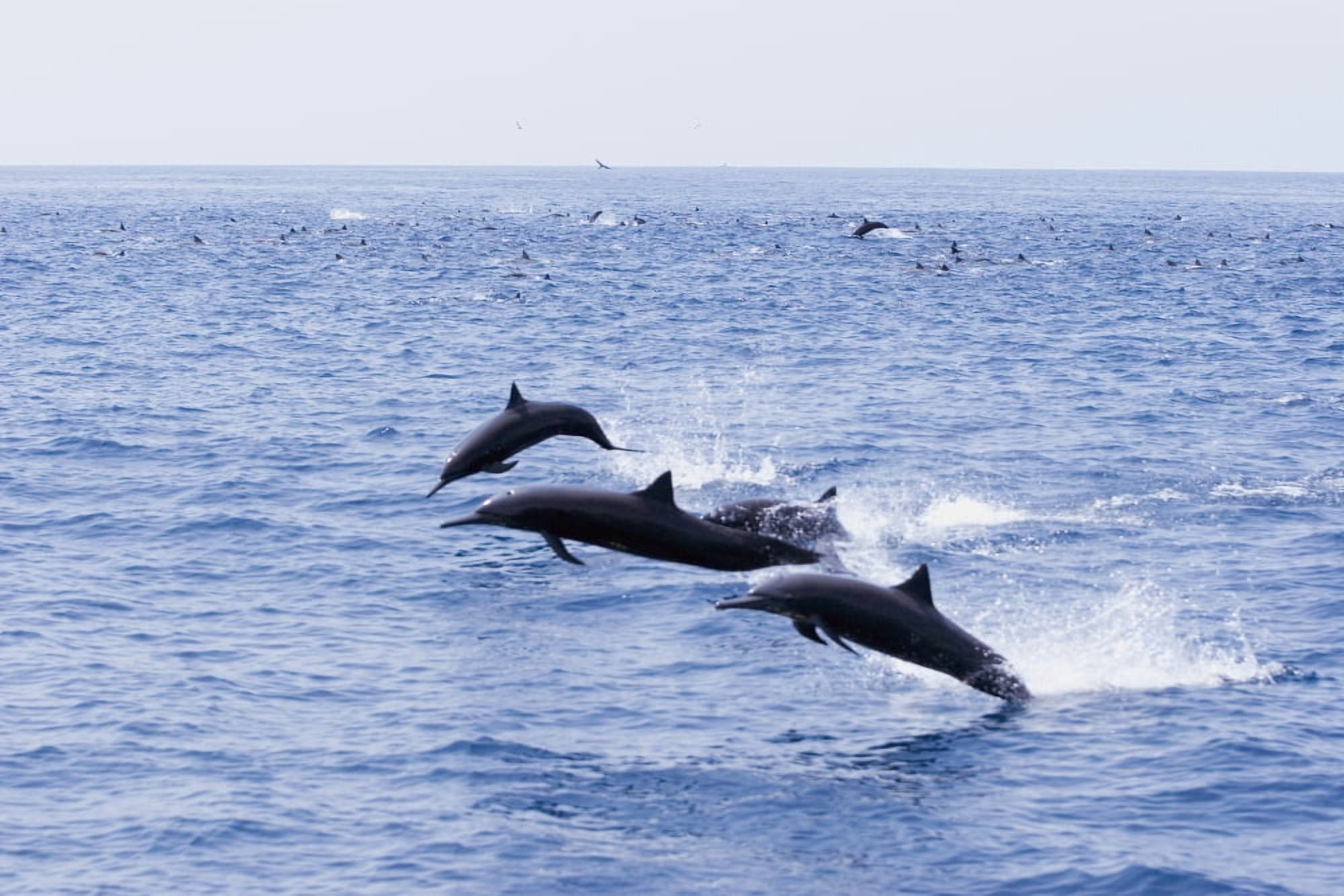 Guatemala Puerto Quetzal Spinner Dolphins Jumping Canvas Art - Rick Gaffney Design Pics (38 x 24)
