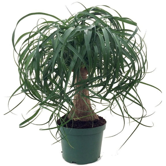 Guatemalan Red Ponytail Palm - Beaucarnea - 6" Pot - Live Plant
