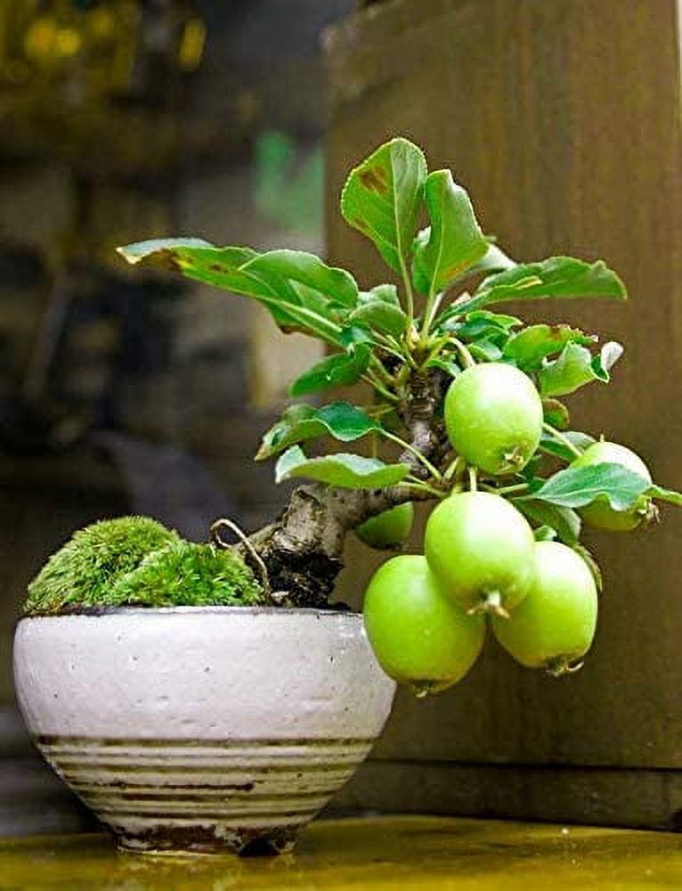 CZ Grain 50 Exotic Guava Fruit Bonsai Tree Seeds - Walmart.com