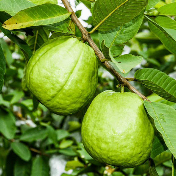 Guava Live Plant, Red Guava Tree Live Plant in Pot, 12 to 16 Inches, Sweet Fruit, Outdoor Growing