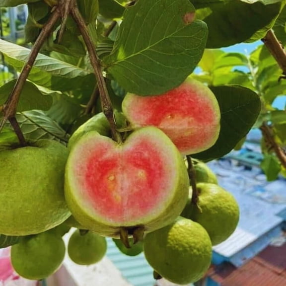 Guava Tree Live Plant, 4-8" Pink Guava Tree Live Plant, Guava Tree Plant Live, Guava for Planting
