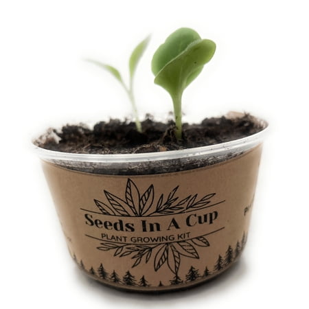 Guava Tree | Seed Starter Grow Kit | Seeds In A Cup®