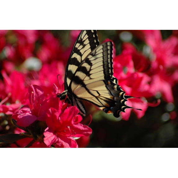 Guernsey Butterfly I Glossy Poster