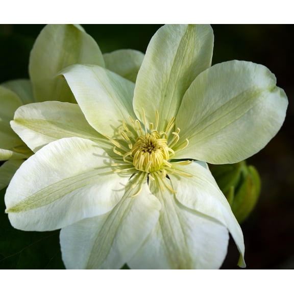 Guernsey Cream Clematis Vine - Unique Color - 2.5" Pot